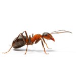 Професійні препарати для боротьби з мурахами 
